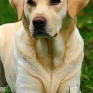 Retrato de Labrador