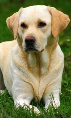 Retrato de Labrador