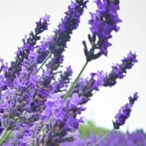 Campos de Lavanda en Flor