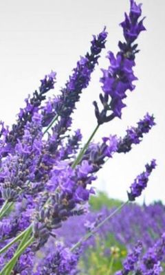 Campos de Lavanda en Flor