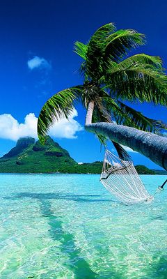 Paraíso Tropical con Palma