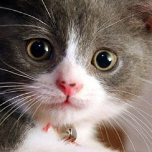 Gatito Gris Adorable