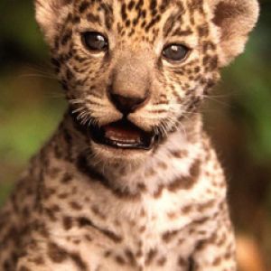 Cachorro de Leopardo Adorable
