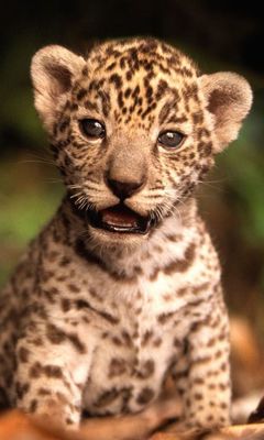 Cachorro de Leopardo Adorable