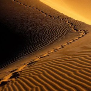 Dunas del Desierto al Atardecer