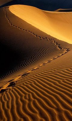 Dunas del Desierto al Atardecer