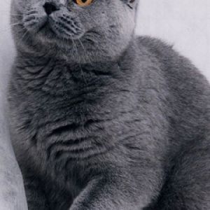 Gato Gris Adorable
