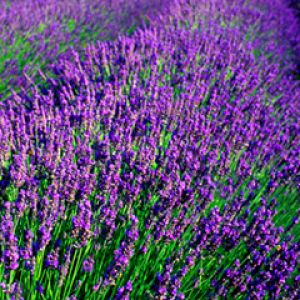 Campos de Lavanda en Flor