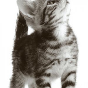 Gatito Atigrado Adorable