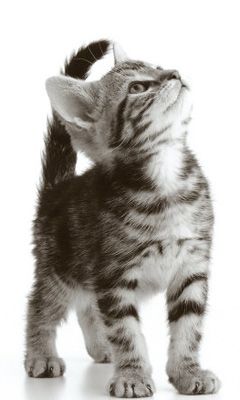 Gatito Atigrado Adorable