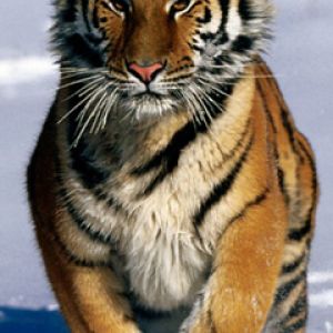 Tigre Majestuoso en la Nieve