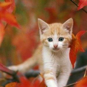 Gatito Adorable Entre Hojas de Otoño