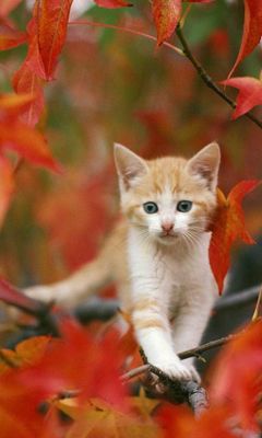 Gatito Adorable Entre Hojas de Otoño