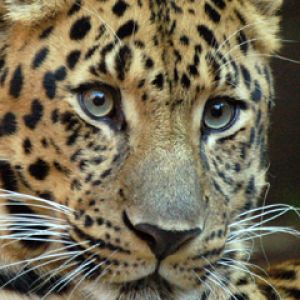 Majestuoso Primer Plano de Leopardo