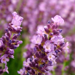 Flores de Lavanda en Flor