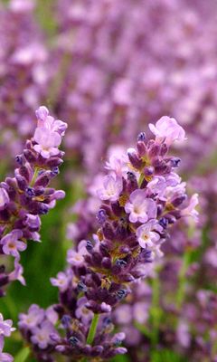 Flores de Lavanda en Flor