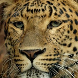 Leopardo Majestuoso en Primer Plano