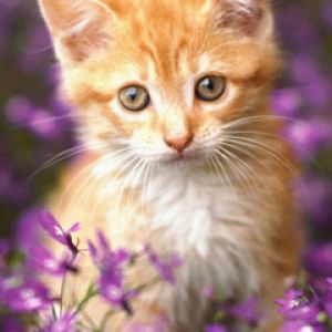Gatito Naranja Bonito en Flores