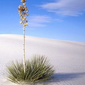 Planta en arena blanca