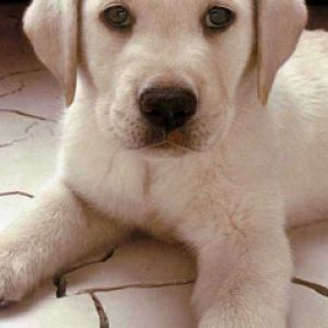 Adorable Cachorro Blanco
