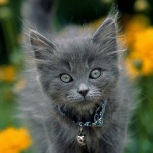 Gatito Gris Adorable