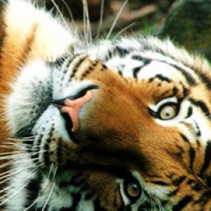 Majestuoso Tigre Acercamiento
