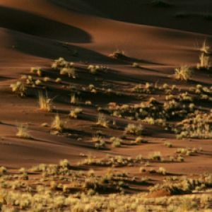 Avestruz en paisaje desértico