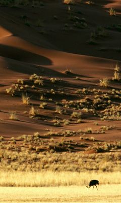 Avestruz en paisaje desértico