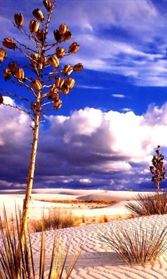Paisaje desértico con nubes