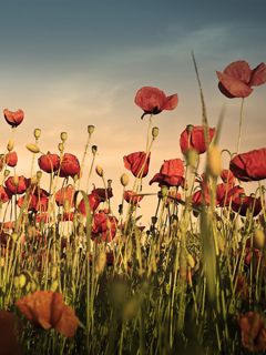 Campo de Amapolas Vibrantes - wallpaper preview