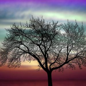 Silhouette de Árbol al Atardecer