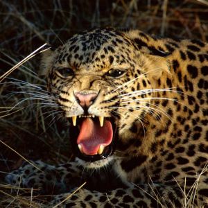 Leopardo Feroz Rugiendo