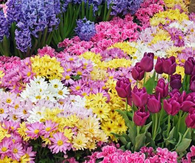 Jardín de Flores Coloridas