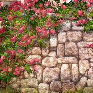 Bougainvillea en Flor sobre Muro de Piedra