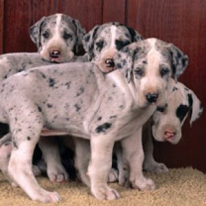 Cachorros de Gran Danés Adorables