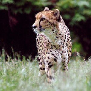 Majestuoso Guepardo en la Naturaleza