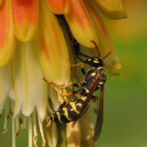 Abeja en Flor