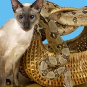 Gato Siamés y Boa