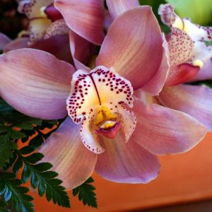 Hermosa Flor de Orquídea