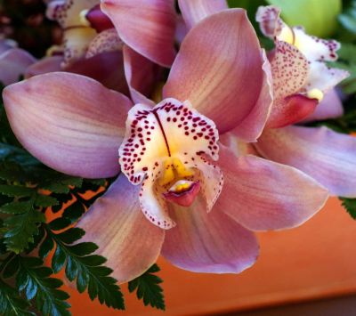 Hermosa Flor de Orquídea