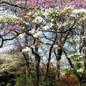 Árboles en Flor en Primavera