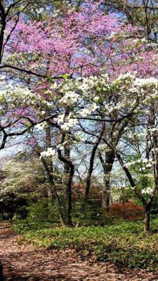 Árboles en Flor en Primavera