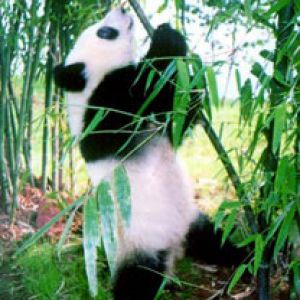 Panda Linda Comiendo Bambú