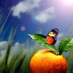Mariposa en Naranja