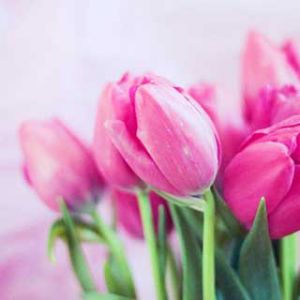 Ramo de Tulipanes Rosas