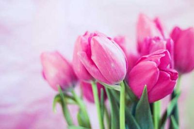 Ramo de Tulipanes Rosas