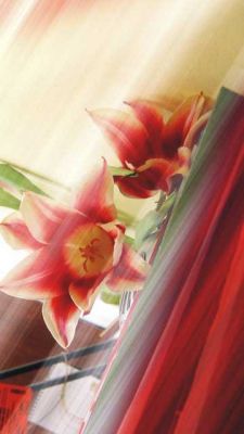 Hermosas Flores Rojas