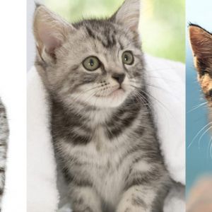 Colección de Gatitos Adorables