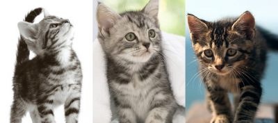 Colección de Gatitos Adorables