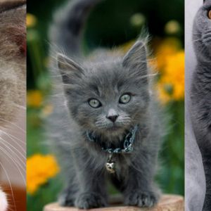 Gatitos Grises Adorables